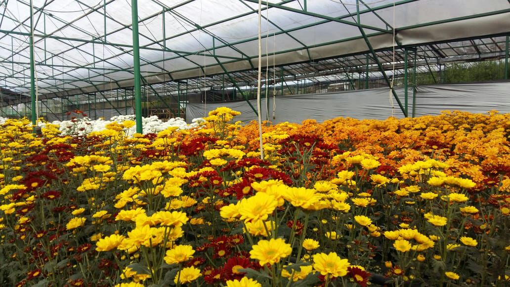 Bunga Krisan: Keindahan dan Manfaat Dalam Dunia Tanaman Hias