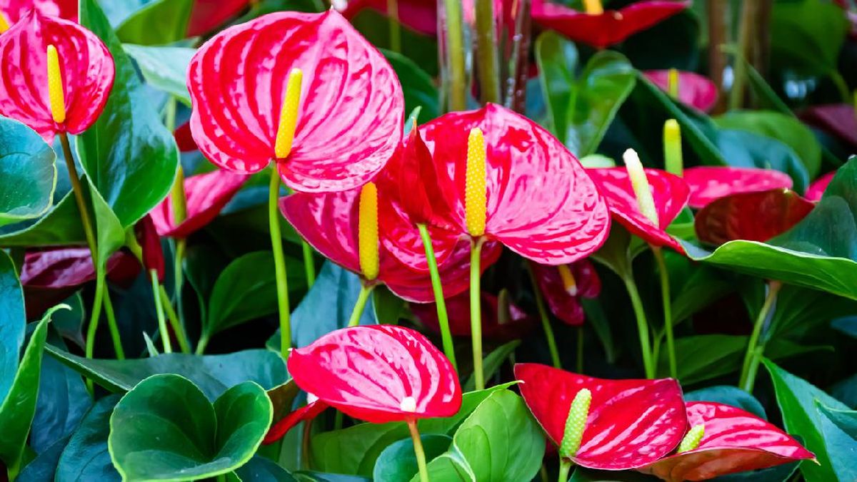 Anthurium yang Menghadirkan Harmoni Alam alam Rumah