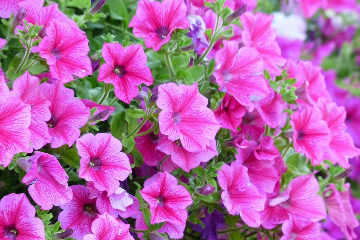 Pesona Petunia Menjadi Koleksi Bunga Hias Terbaik yang Memikat