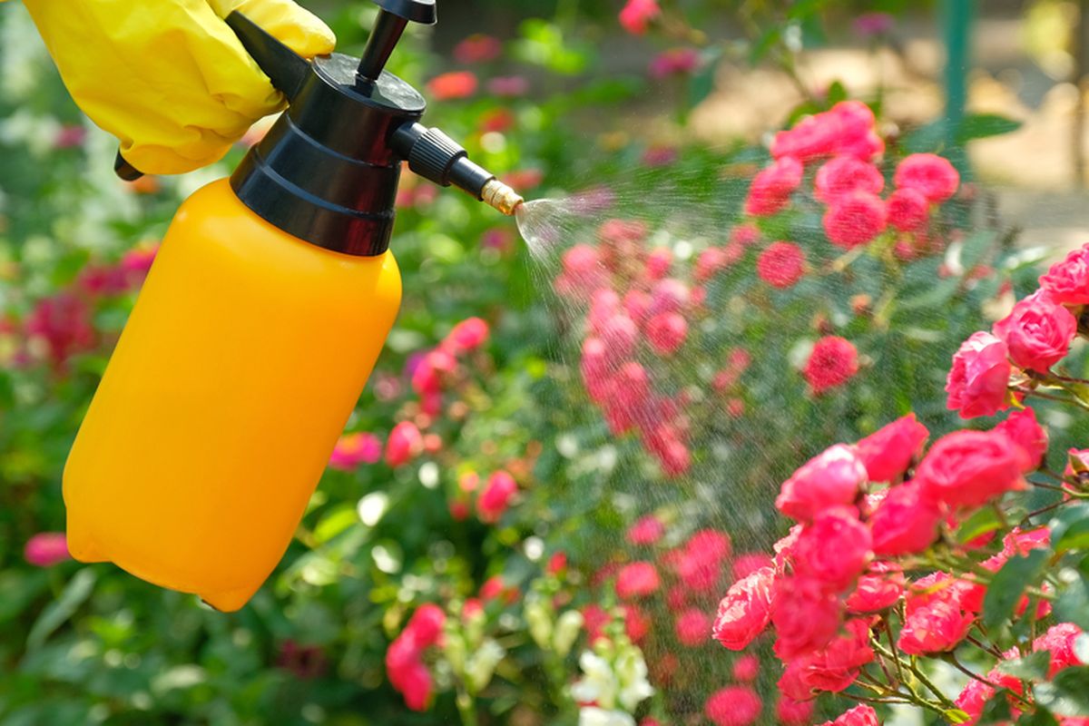 Penyiraman Bunga Hias Untuk Menghindari Kekeringan Tanaman