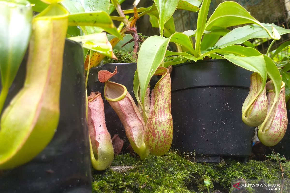 Rahasia Sukses Merawat Kantong Semar di Lingkungan Rumah