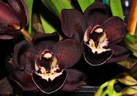 Cara Mengatasi Hama dan Penyakit Pada Bunga Anggrek Hitam