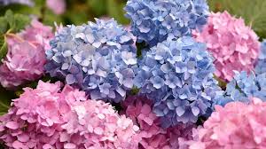 Hydrangea Harmoni Warna yang Menghadirkan Nuansa Romantis