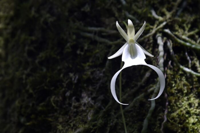 Koleksi Bunga Ghost Orchid: Permata Langka dalam Dunia Orkid