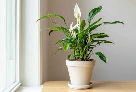 Peace Lily: Bunga Hias Indoor yang Cantik dalam Dekorasi Rumah