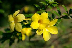 Alamanda: Bunga Kuning Simbol Elegan dalam Setiap Tradisi