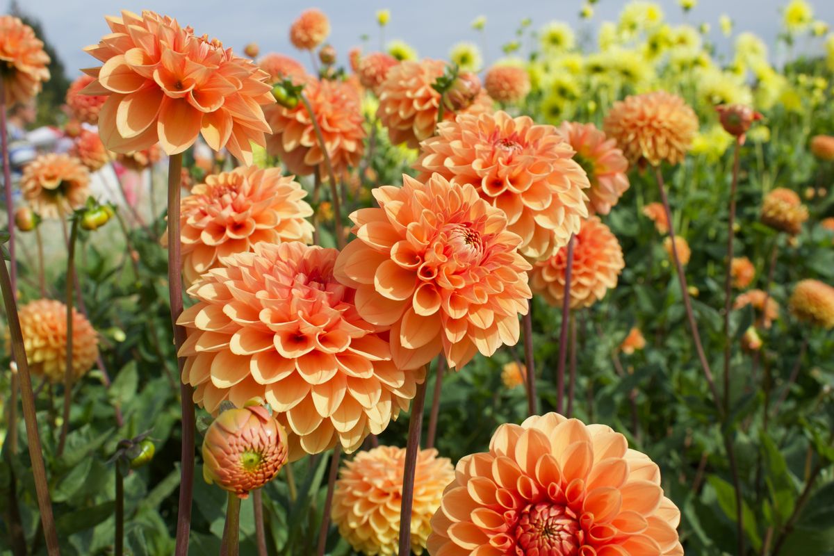Bunga Dahlia: Tanaman Hias Variasi Berbagai Jenis Warna Unik