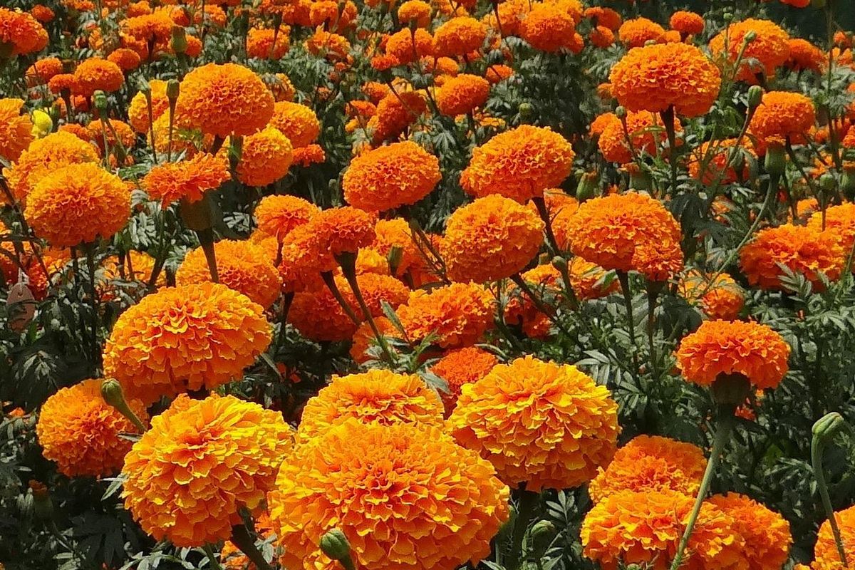 Bunga Marigold Persembahan Ritual Suci dari Budaya Tradisional